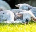 Süßes schlafendes Schaf